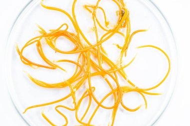 Laboratuvarda eğitim için mikroskop altında Acanthocephalans 'ın (dikenli kafalı solucanlar, veya dikenli başlı solucanlar) özellikleri.