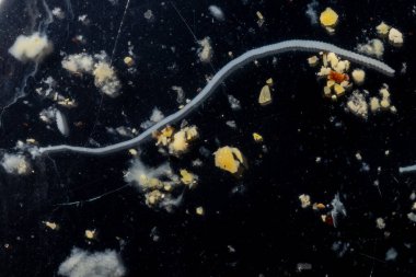 Tenyalar (Cestoda: Caryophyllidea), Tayland 'daki Balık Parazitleri.