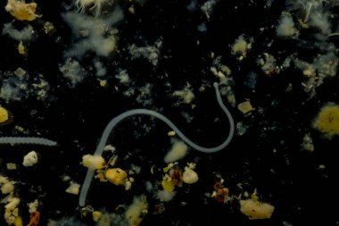 Tenyalar (Cestoda: Caryophyllidea), Tayland 'daki Balık Parazitleri.