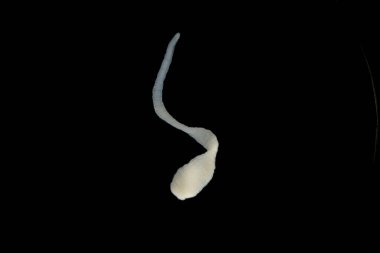 Tenyalar (Cestoda: Caryophyllidea), Tayland 'daki Balık Parazitleri.