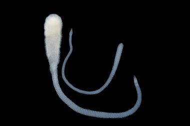 Tenyalar (Cestoda: Caryophyllidea), Tayland 'daki Balık Parazitleri.