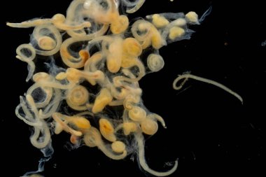 Mikroskop altında Parazit helminatlar (Trematodlar) ve Ascaris balıklarının çalışmaları.