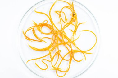 Mikroskop altında Parazit helminatlar (Trematodlar) ve Ascaris balıklarının çalışmaları.