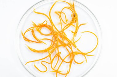 Mikroskop altında Parazit helminatlar (Trematodlar) ve Ascaris balıklarının çalışmaları.