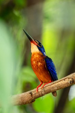 Tayland 'ın doğasındaki balıkçıların güzelliği.