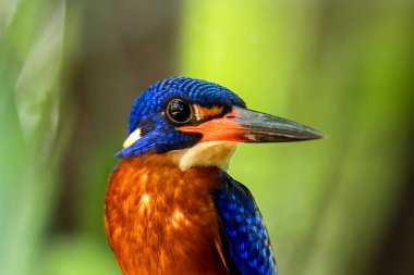 The beauty of kingfishers in nature in Thailand. clipart