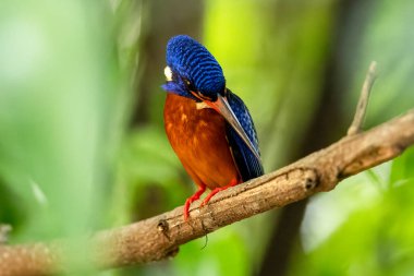 The beauty of kingfishers in nature in Thailand. clipart