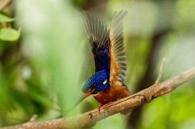 The beauty of kingfishers in nature in Thailand. clipart