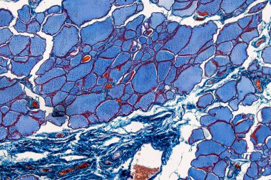 Memelilerin Patoloji ve Tarih Dokuları Mikroskop altında.