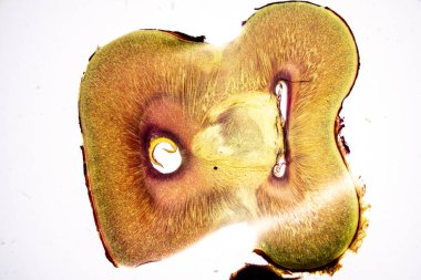 Memelilerin Patoloji ve Tarih Dokuları Mikroskop altında.