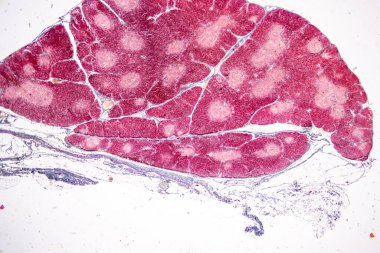 Pathology and Histology Tissue of Mammals under microscope. clipart