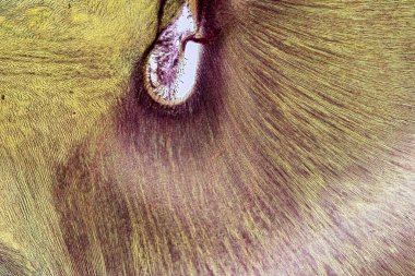 Memelilerin Patoloji ve Tarih Dokuları Mikroskop altında.