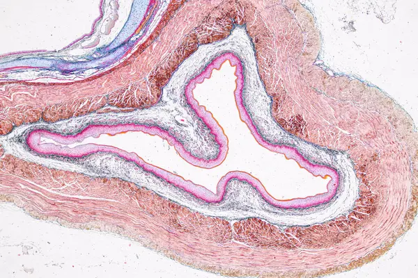 stock image Pathology and Histology Tissue of Mouse, Rabbit, Cat and Cow under microscope.