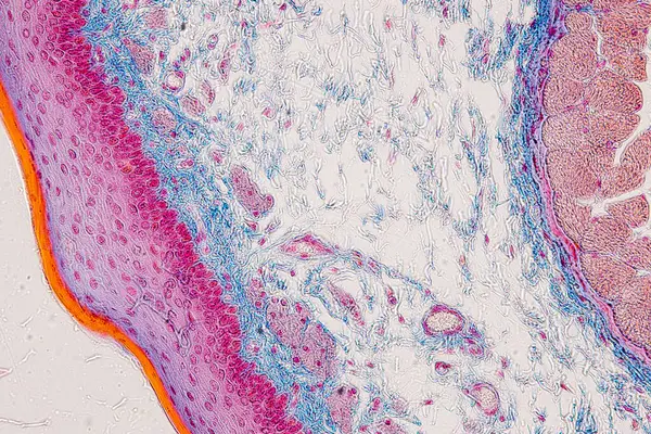 Stock image Pathology and Histology Tissue of Mouse, Rabbit, Cat and Cow under microscope.