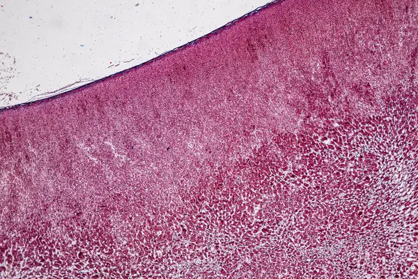 stock image Pathology and Histology Tissue of Mammals under microscope.