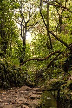 Madeira 'nın kalbinde subtropikal orman, Portekiz Atlantik Adası yürüyüş cennetinin yolları