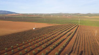 Antequera, Andalusia, İspanya yakınlarındaki zeytinyağı üretimi için bir zeytin ağacı çiftliğinin hava aracı görüntüsü. Yukarıdan görünen zeytin ağacı tarlası