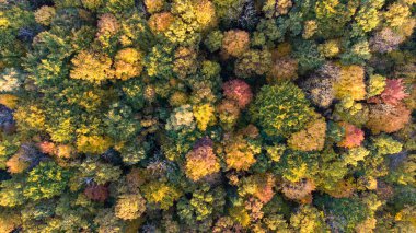 Yukarıdan görülen güzel renkli orman. Alman ormanlarının sonbaharda Münih 'teki hava aracı görüntüleri.