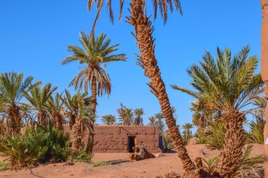 Sahra Çölü, Fas 'ta küçük bir vaha yanında palmiye ağaçları.
