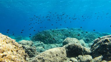 Akdeniz krom kormisinin büyük bir kısmı su altında yüzüyor.