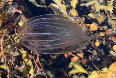 Ctenophora denizanası İsveç kıyılarında suyun altında biyolüminesans parıldıyor.