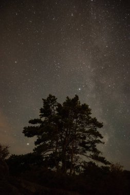 Geceleri galaksi yıldızlarının ışığı altında sihirli ağaç silueti.