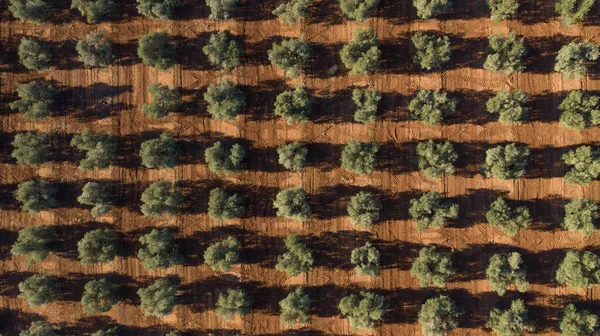 Antequera, Andalusia, İspanya yakınlarındaki zeytinyağı üretimi için bir zeytin ağacı çiftliğinin hava aracı görüntüsü. Yukarıdan görünen zeytin ağacı tarlası