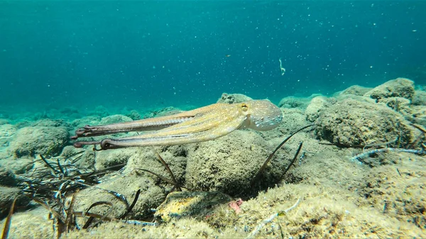 Ege Denizi 'nde yüzen canlı ahtapot. Oktopus vulgaris Posedonia alglerinin altında Akdeniz 'de
