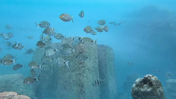 Madeira 'daki Atlantik Okyanusu' nun dibinde yüzen büyük sargo balığı sürüsü.