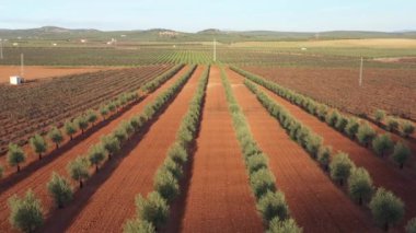 Antequera, Andalusia, İspanya yakınlarındaki zeytinyağı üretimi için bir zeytin ağacının hava aracı görüntüsü. Yukarıdan görünen zeytin ağacı tarlası