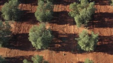 Antequera, Andalusia, İspanya yakınlarındaki zeytinyağı üretimi için bir zeytin ağacının hava aracı görüntüsü. Yukarıdan görünen zeytin ağacı tarlası