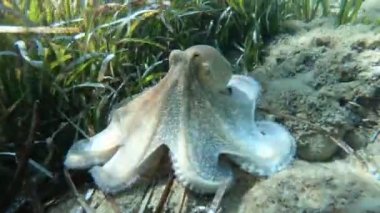 Akdeniz 'in dibinde algler arasında yüzen ahtapot.