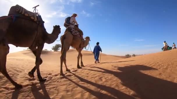 Караван Верблюдов Идущий Через Пустыню Сахара — стоковое видео
