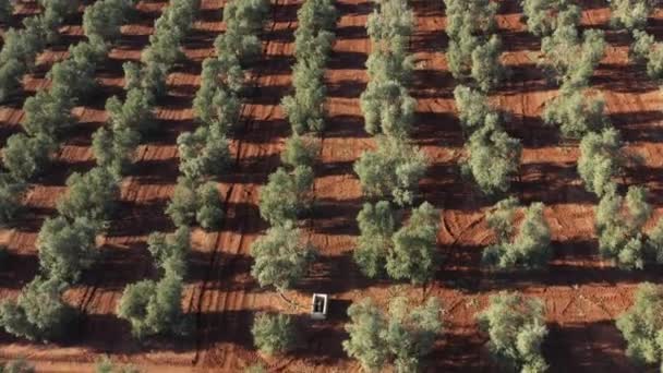 Widok Lotu Ptaka Drzew Oliwnych Produkcji Oliwy Oliwek Pobliżu Antequera — Wideo stockowe