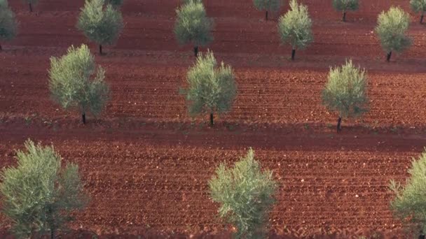 南スペインのアンダルシア州アンテケラ近くのオリーブオイルの生産のためのオリーブの木の空中ドローンビュー 上から見たオリーブ畑 — ストック動画