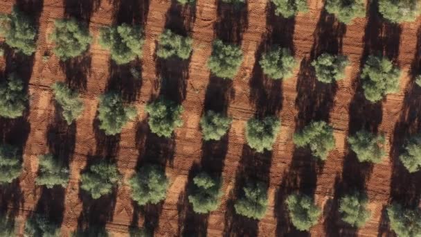 Antequera Andalusia Spanya Yakınlarındaki Zeytinyağı Üretimi Için Bir Zeytin Ağacının — Stok video