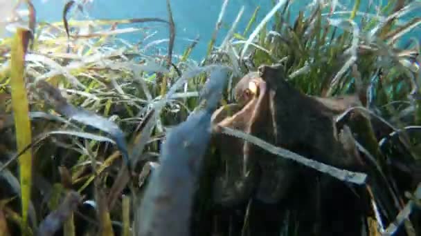 Působivé Divoké Chobotnicové Záběry Plavání Mezi Mořským Plevelem Měnící Barvou — Stock video