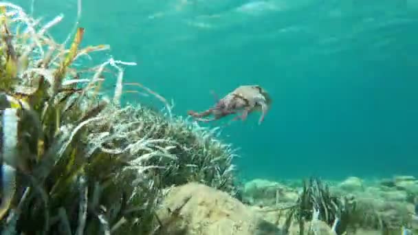 Krake Schwimmt Mittelmeer Zwischen Algen — Stockvideo