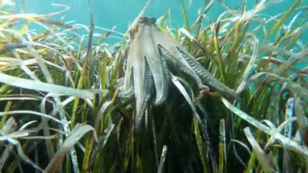 Χταπόδι Που Κολυμπούν Μεταξύ Άλγης Στον Πυθμένα Της Μεσογείου — Αρχείο Βίντεο