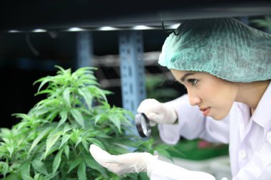 Bir laboratuarda bitkisel eczacılık CBD yağı ve THC yağı için kullanılan biyolojik ve ekolojik kenevir bitkisini analiz eden bilim adamı..