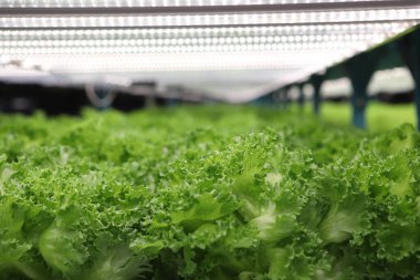  Hidrofonik sebze çiftliği. Taze yeşil sebzeler.