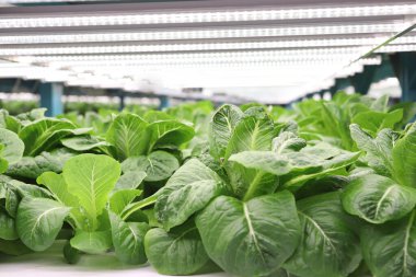  Hidrofonik sebze çiftliği. Taze yeşil sebzeler.