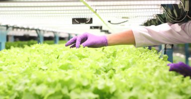 Hidrofonik sebze çiftliği. Taze yeşil sebzeler.