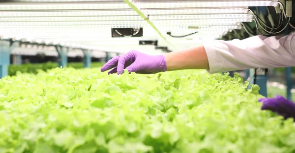 Hidrofonik sebze çiftliği. Taze yeşil sebzeler.