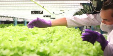  Hidrofonik sebze çiftliği. Taze yeşil sebzeler.