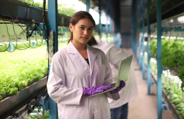  Hidrofonik sebze çiftliği. Taze yeşil sebzeler.