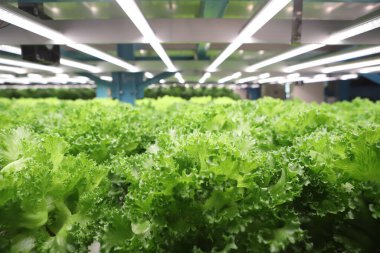  Hidrofonik sebze çiftliği. Taze yeşil sebzeler.