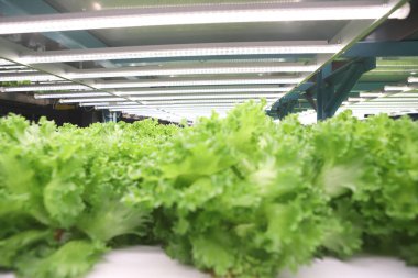  Hidrofonik sebze çiftliği. Taze yeşil sebzeler.