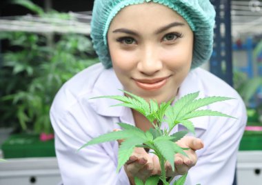 Bir laboratuarda bitkisel eczacılık CBD yağı ve THC yağı için kullanılan biyolojik ve ekolojik kenevir bitkisini analiz eden bilim adamı..