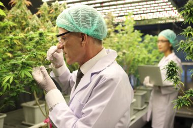 Bir laboratuarda bitkisel eczacılık CBD yağı ve THC yağı için kullanılan biyolojik ve ekolojik kenevir bitkisini analiz eden bilim adamı..